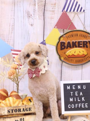 20240903マロンくん